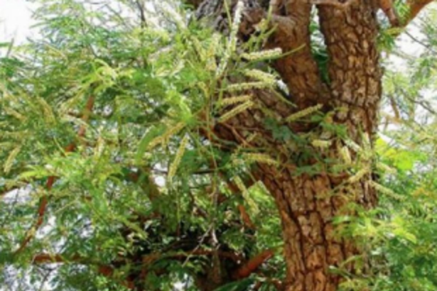 Two khair trees felled ‘illegally’ at Shel-Melavali