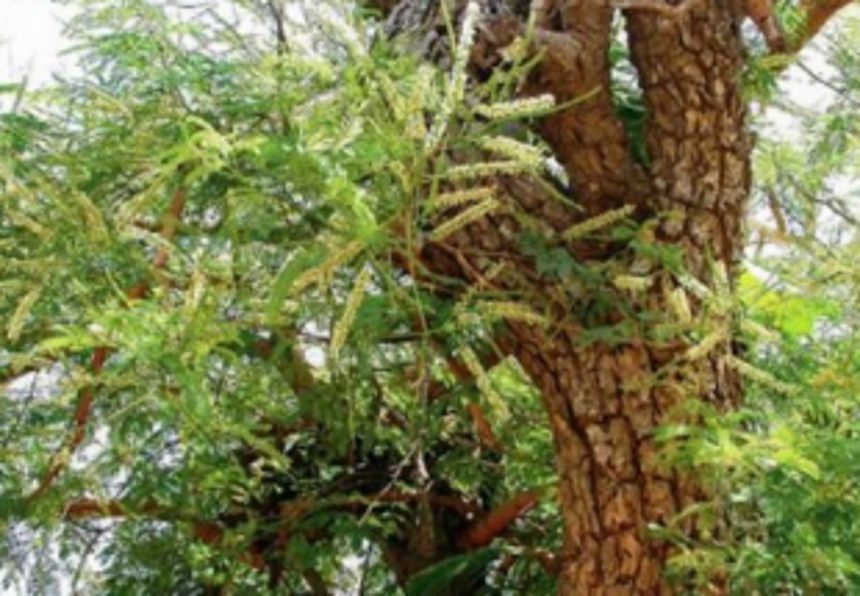 Two khair trees felled ‘illegally’ at Shel-Melavali 1 Two khair trees felled ‘illegally’ at Shel-Melavali