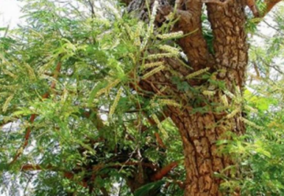 Two khair trees felled ‘illegally’ at Shel-Melavali