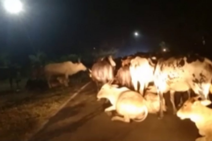 Two minor siblings hit cattle on road, suffer injuries