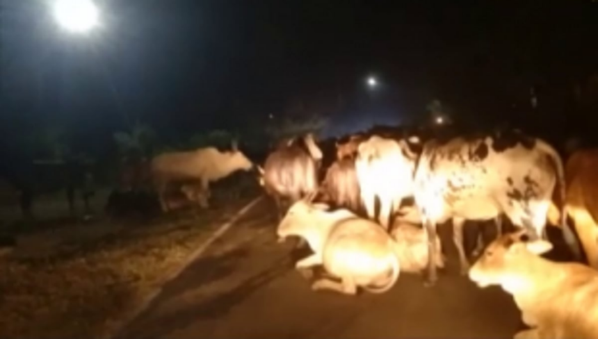 Two minor siblings hit cattle on road, suffer injuries 1 Two minor siblings hit cattle on road, suffer injuries