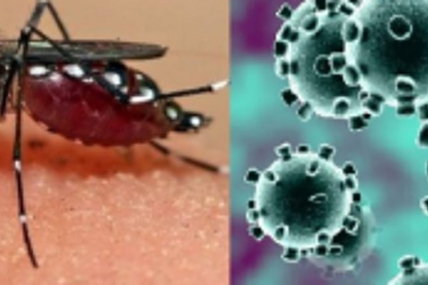 Two patients, both with  COVID & dengue, cured