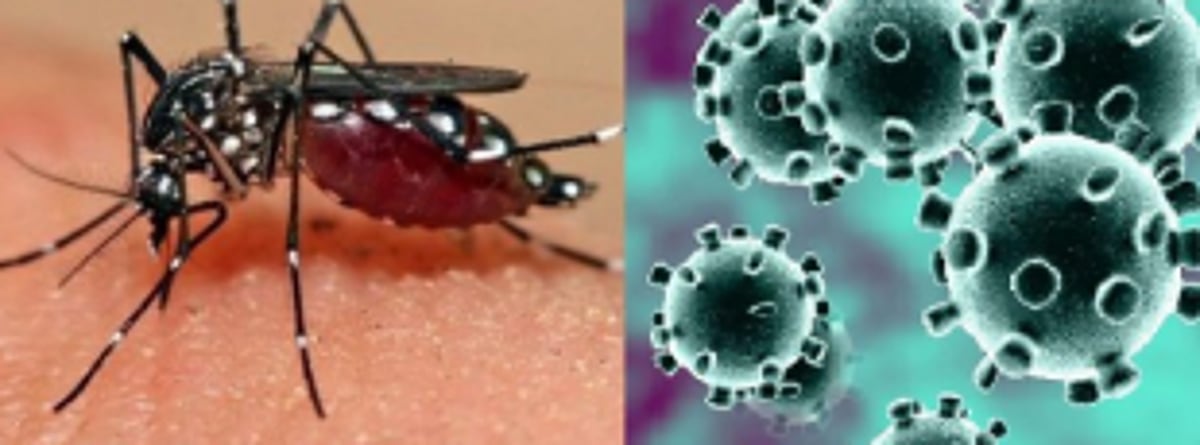 Two patients, both with  COVID & dengue, cured