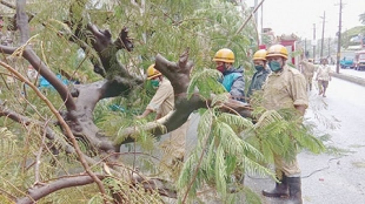 Two women injured  in Vasco tree fall