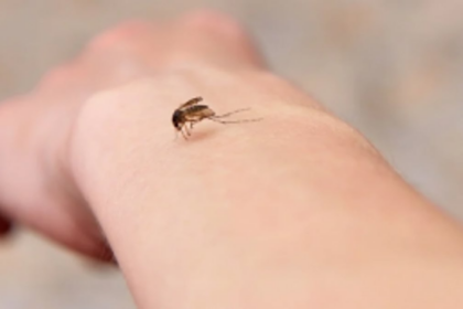 UHC, MMC to curb vector-borne disease