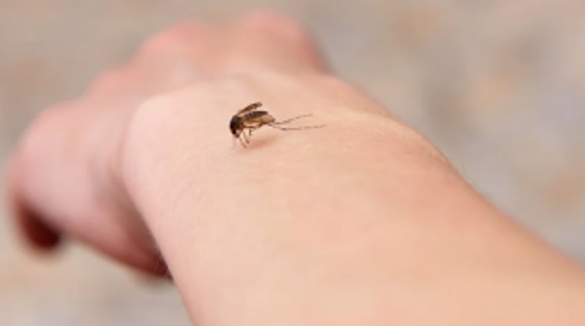 UHC, MMC to curb vector-borne disease