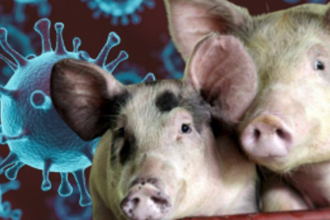 UK Detects First Human Case of Flu Strain Similar to Pig Virus