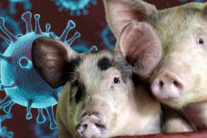 UK Detects First Human Case of Flu Strain Similar to Pig Virus