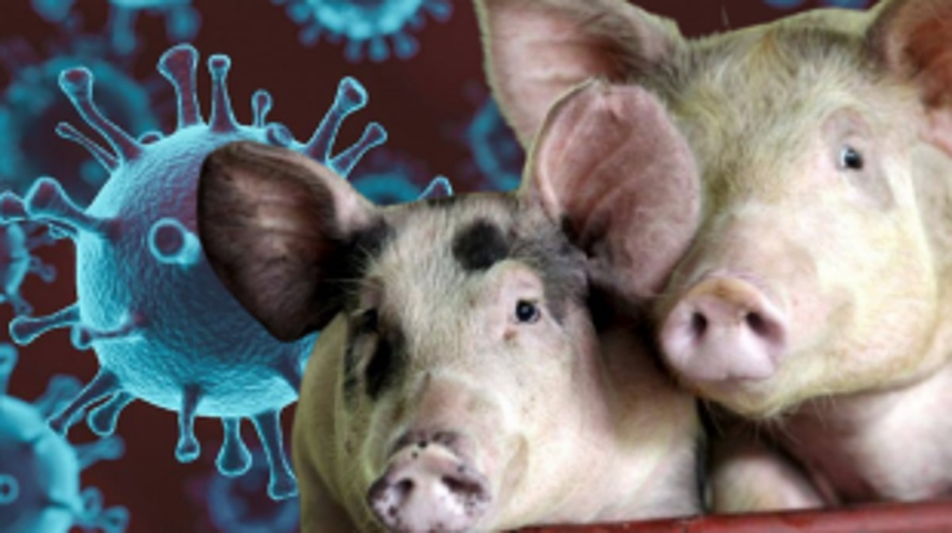 UK Detects First Human Case of Flu Strain Similar to Pig Virus