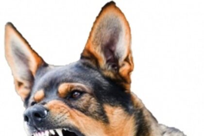 UNDER  CANINE  ATTACK