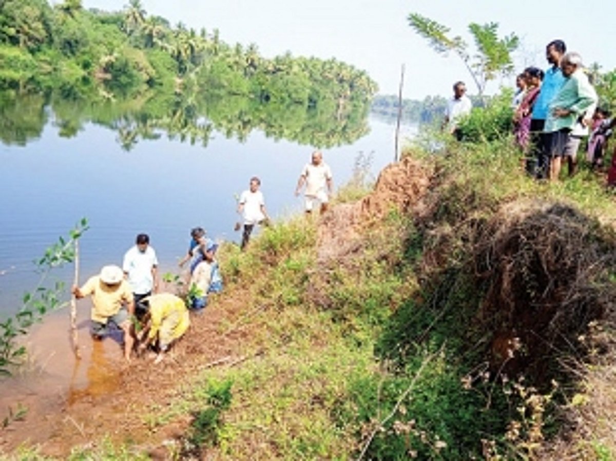 Ugvem locals plant 500 mangroves along Tiracol river bank to protect their land