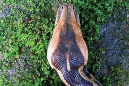 Understanding the python
