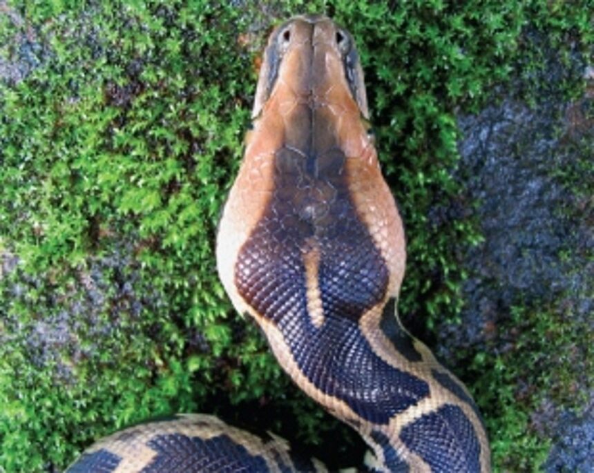 Understanding the python 1 Understanding the python