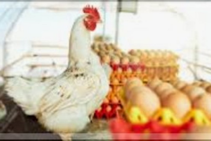 United Poultry Traders Protest Monopolization Efforts, Demand Fair Trade Practices