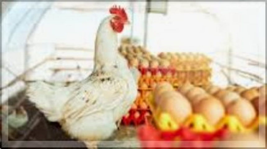 United Poultry Traders Protest Monopolization Efforts, Demand Fair Trade Practices 1 United Poultry Traders Protest Monopolization Efforts, Demand Fair Trade Practices
