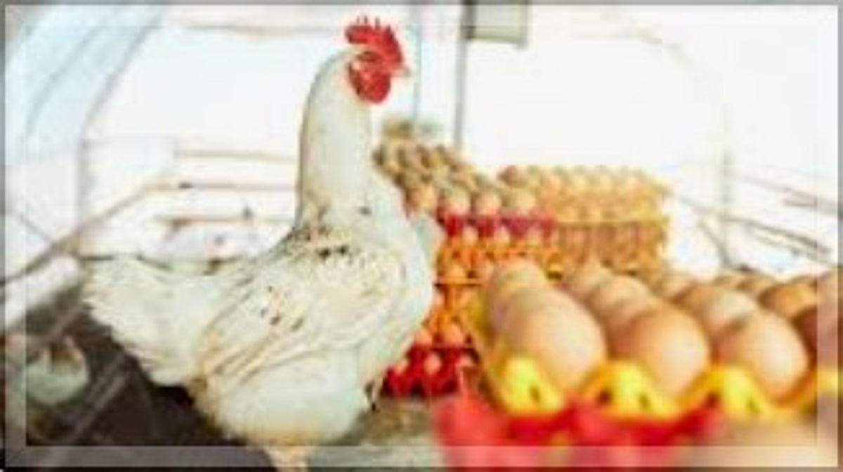 United Poultry Traders Protest Monopolization Efforts, Demand Fair Trade Practices
