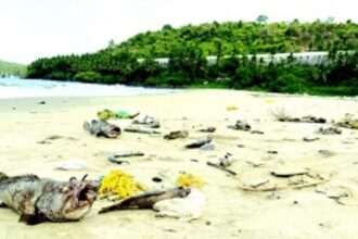 Untreated effluents cause widespread fish mortality at Velsao bay, rivulet