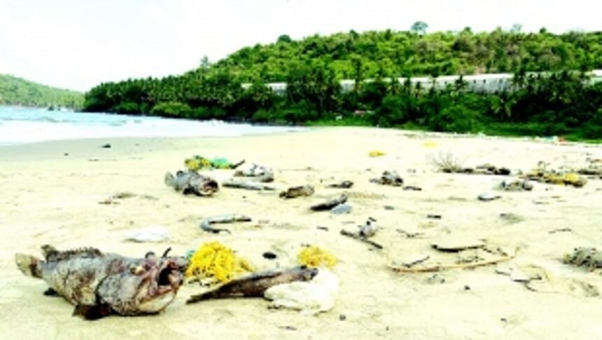 Untreated effluents cause widespread fish mortality at Velsao bay, rivulet