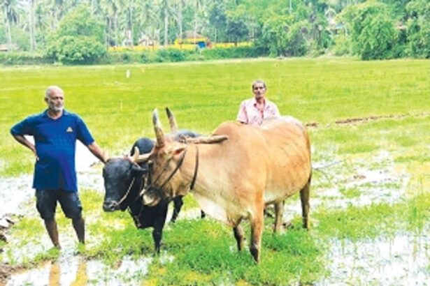 Unyielding legacy: Ageless Pascoal Coelho defies mechanisation, upholds the art of manual ploughing