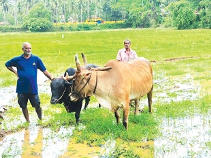Unyielding legacy: Ageless Pascoal Coelho defies mechanisation, upholds the art of manual ploughing
