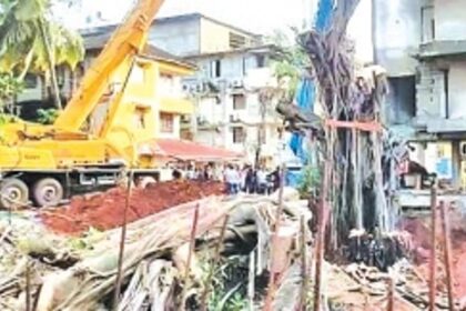 Uprooted banyan tree at Baga replanted atlast
