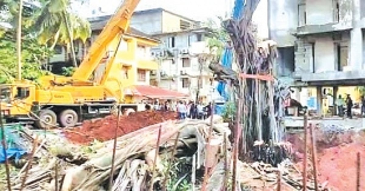 Uprooted banyan tree at Baga replanted atlast