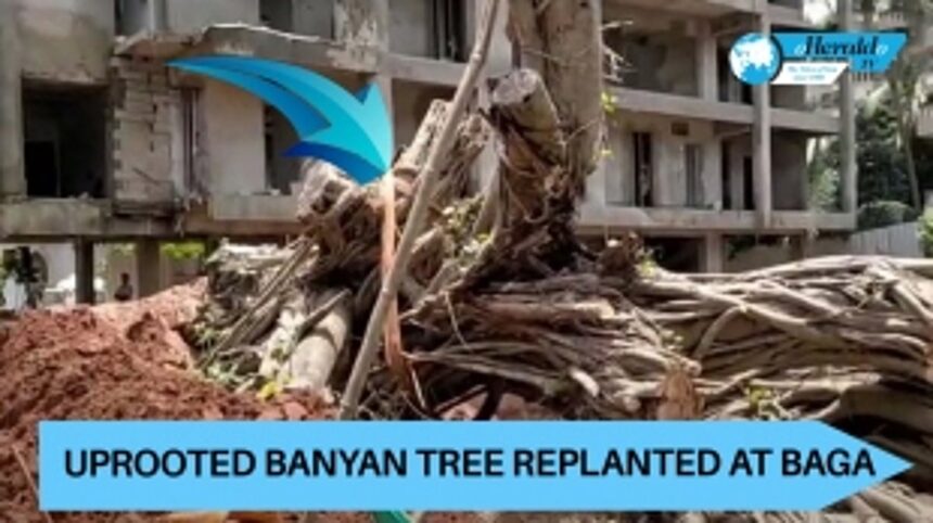 Uprooted banyan tree replanted at Baga 1 Uprooted banyan tree replanted at Baga