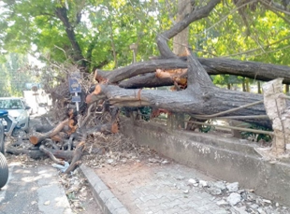 Uprooted tree remains not cleared in Vasco