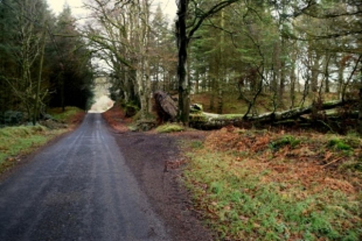 Uprooted  trees keep  firemen busy in Canacona