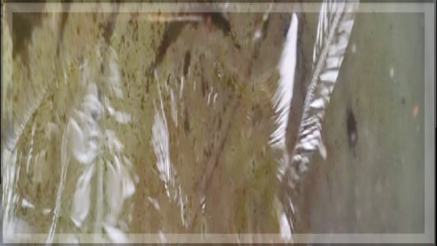 Usgao Villagers Struggle with Water Crisis: Only Hourly Supply of Muddy, Untreated Water