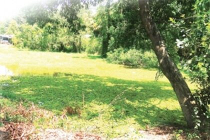 Vagaries of urbanisation: Due to years of neglect and disuse,  Canacona’s picturesque ponds face bleak future