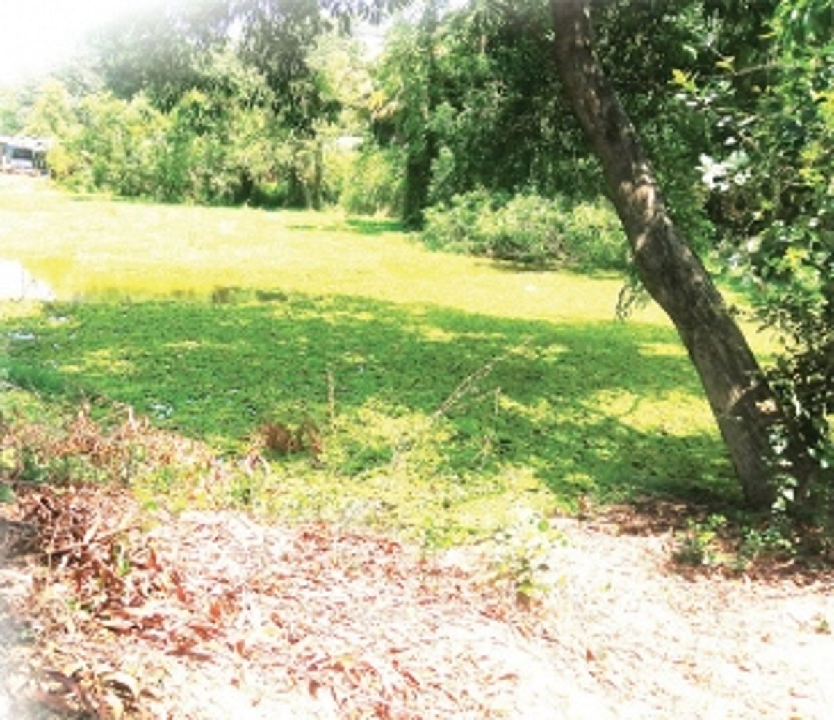 Vagaries of urbanisation: Due to years of neglect and disuse,  Canacona’s picturesque ponds face bleak future