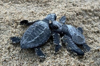 Vagator beach witnesses record Olive Ridley turtle nesting season