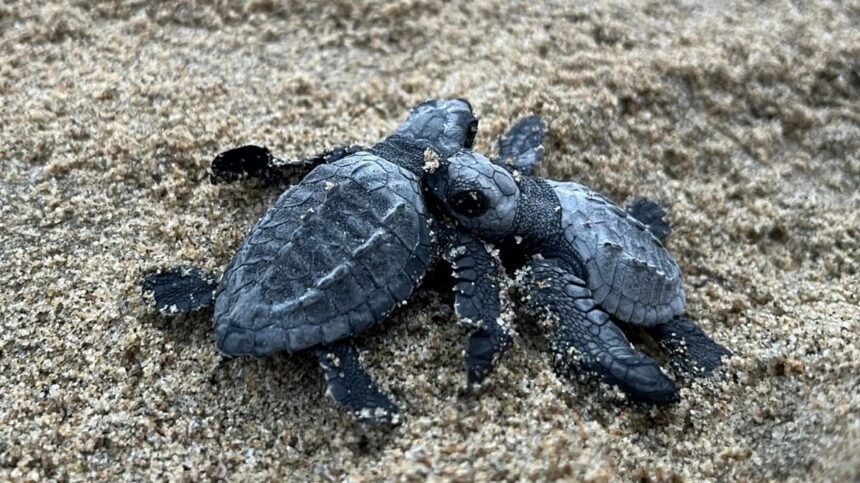 Vagator beach witnesses record Olive Ridley turtle nesting season