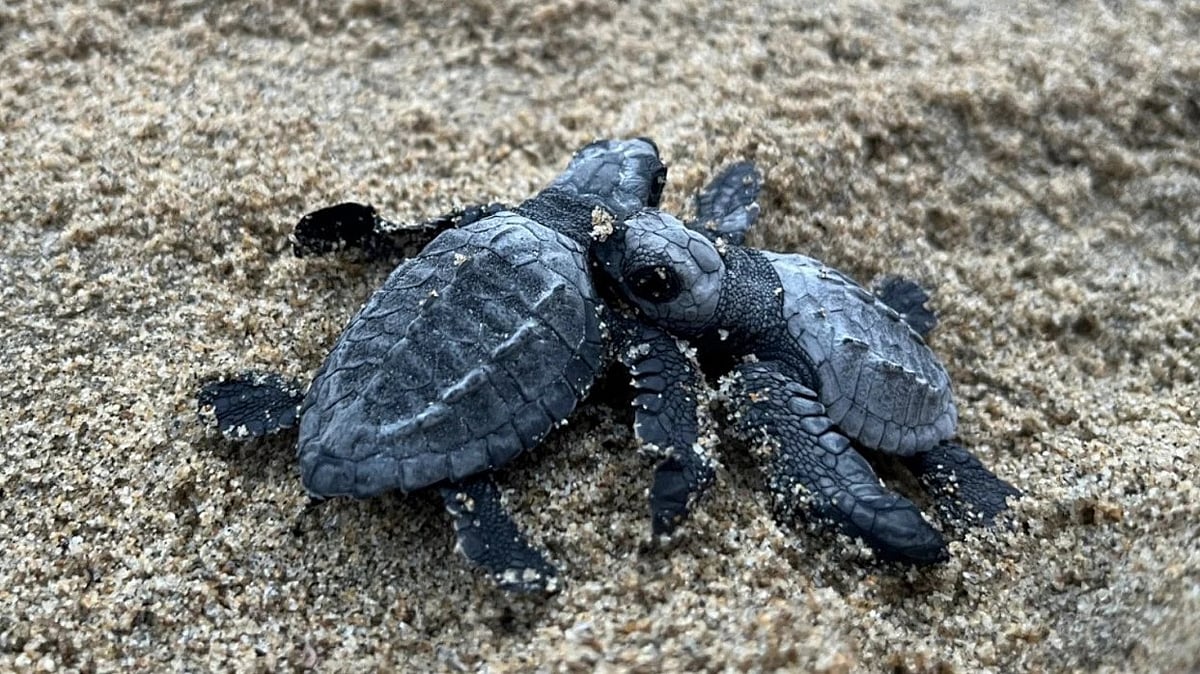 Vagator beach witnesses record Olive Ridley turtle nesting season