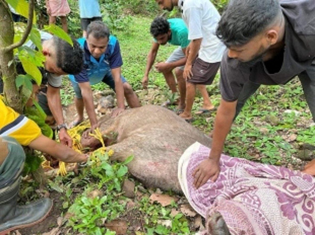 Valpoi's Ustem Village: A Heartfelt Yet Tragic Tale of Sambar Rescue Efforts