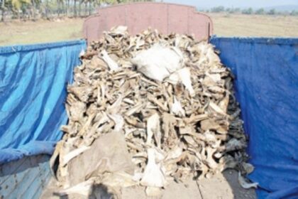 Vasco police raids truck containing animal bones