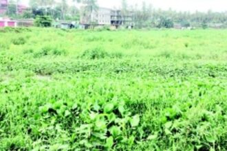 Vasco’s Maimollem lake covered with water hyacinth