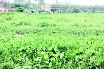 Vasco’s Maimollem lake covered with water hyacinth