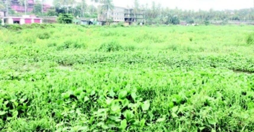 Vasco’s Maimollem lake covered with water hyacinth 1 Vasco’s Maimollem lake covered with water hyacinth