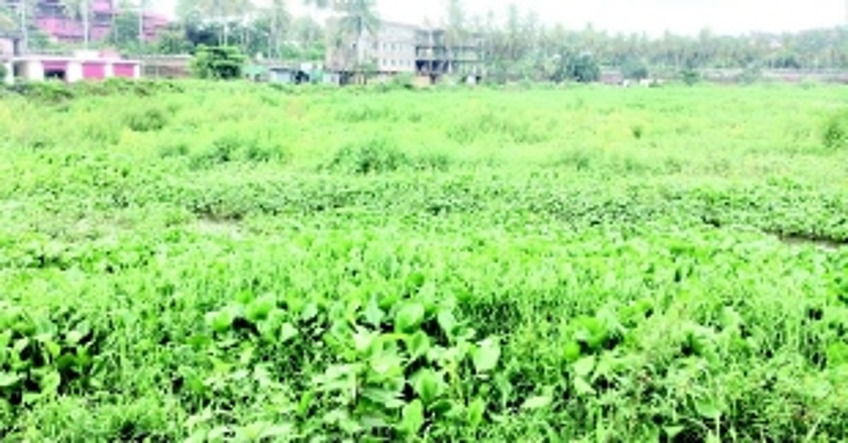 Vasco’s Maimollem lake covered with water hyacinth