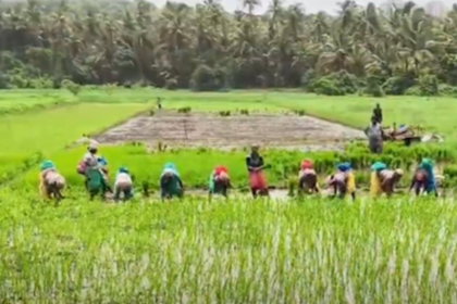 Velsao Farmers Revive Ancestral Fields to Reclaim Goa’s Rural Heritage