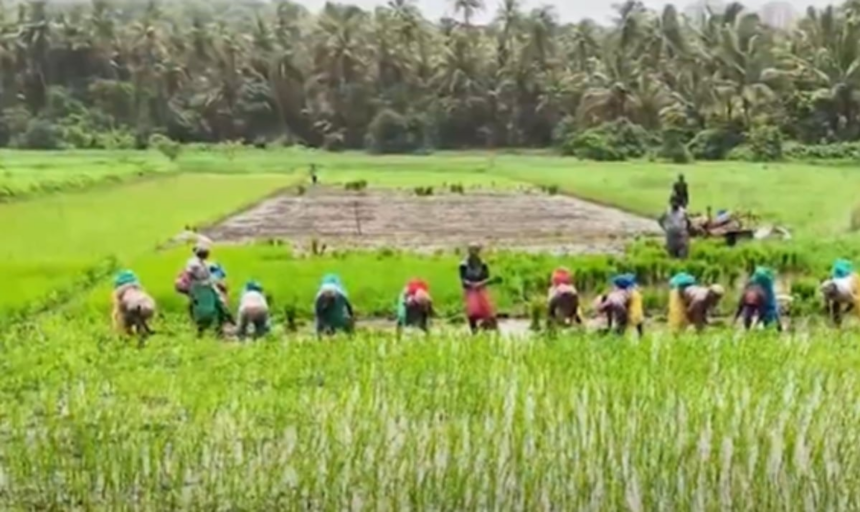 Velsao Farmers Revive Ancestral Fields to Reclaim Goa’s Rural Heritage 1 Velsao Farmers Revive Ancestral Fields to Reclaim Goa’s Rural Heritage