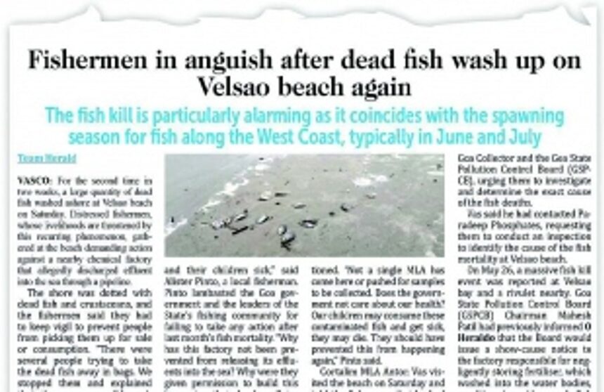 Velsao fish kill: With no action taken against fertiliser plant, fishers vow to approach NGT 1 Velsao fish kill: With no action taken against fertiliser plant, fishers vow to approach NGT