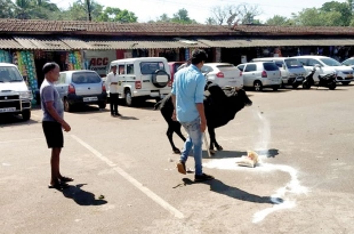 Vendors and customers worried over increase of stray cattle in Sanguem