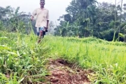 Verlem farmers ‘abandon’ farms destroyed by  wild animals