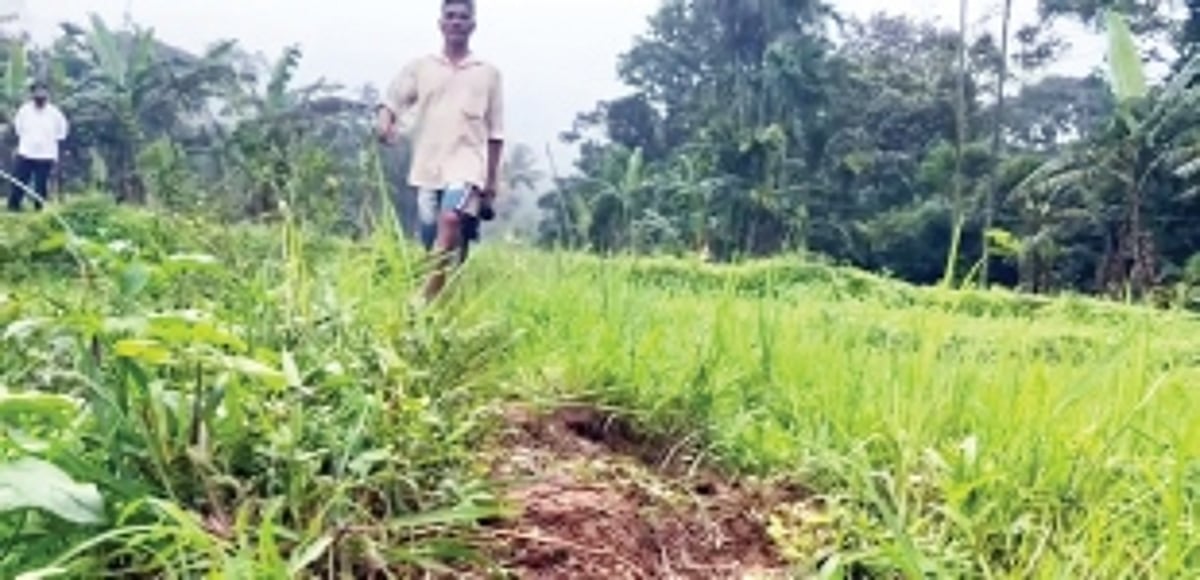 Verlem farmers ‘abandon’ farms destroyed by  wild animals