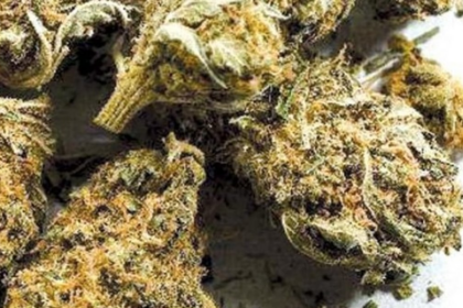Verna Police Seize 2.2 Kg Ganja Worth ₹2.21 Lakh, Arrest 28-Year-Old Madhya Pradesh Native