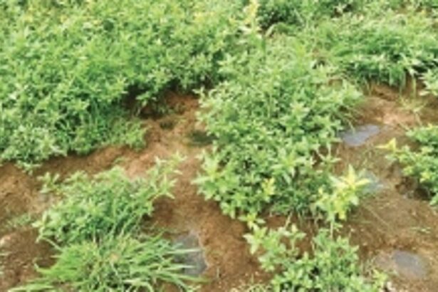 Verna P’yat to probe release of sewage into Sodovim Lake