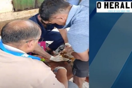 Veterinarians Remove 15 Kg of Plastic From Cow's Stomach